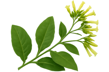 Mapacho plant on a transparent background