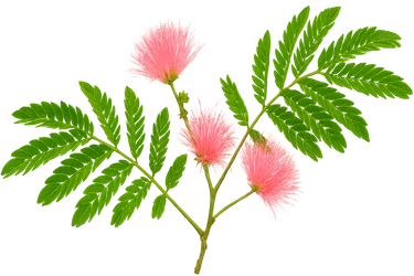 Bobinsana plant on transparent background